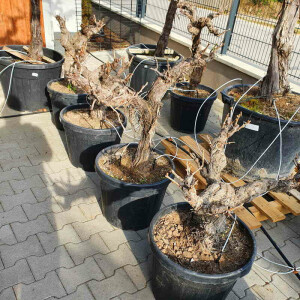 Vitis vinifera - Weinrebe solitär 60 - 80 cm