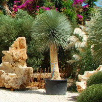 Yucca Rostrata - Blaublättrige Palmlilie 40 - 50 cm