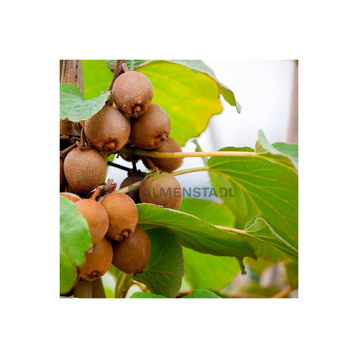Kiwi Actinidia deliciosa "Jenny" Selbstfruchtend kaufen