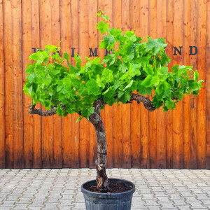 Vitis vinifera - Weinrebe solitär 100 - 120 cm