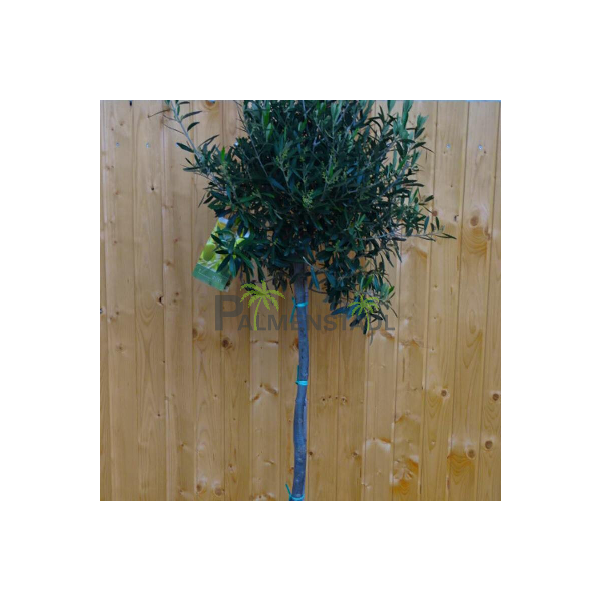 Olivenbaum 120-140 cm, Stammumfang 10-12 cm