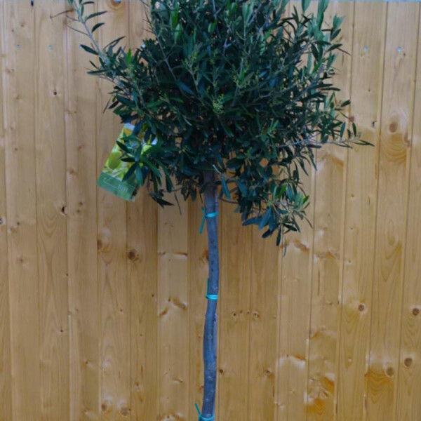 Olivenbaum 120-140 cm, Stammumfang 10-12 cm