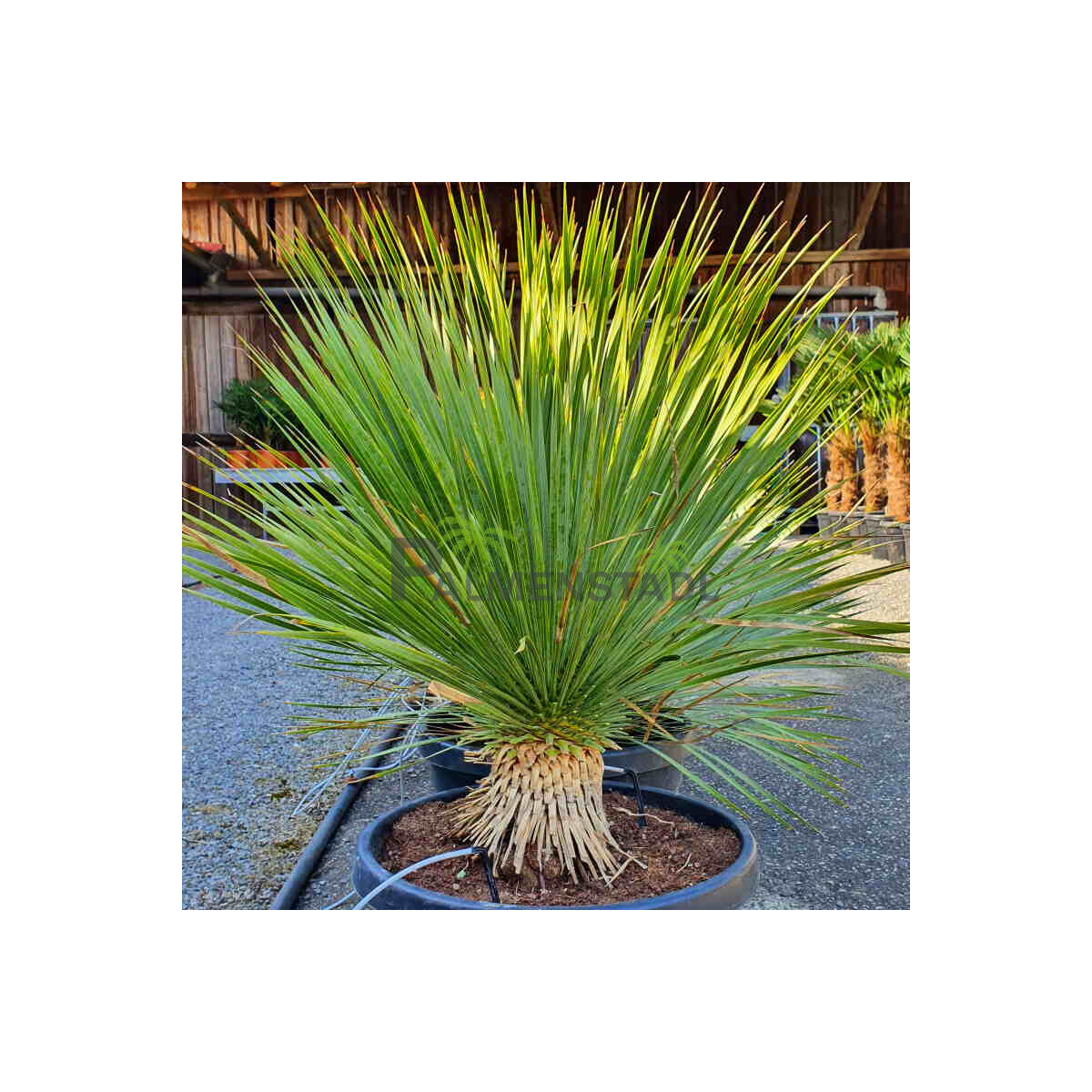 Yucca Rostrata - Blaublättrige Palmlilie 10 - 20 cm