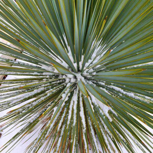Yucca Rostrata - Blaubl&auml;ttrige Palmlilie 10 - 20 cm