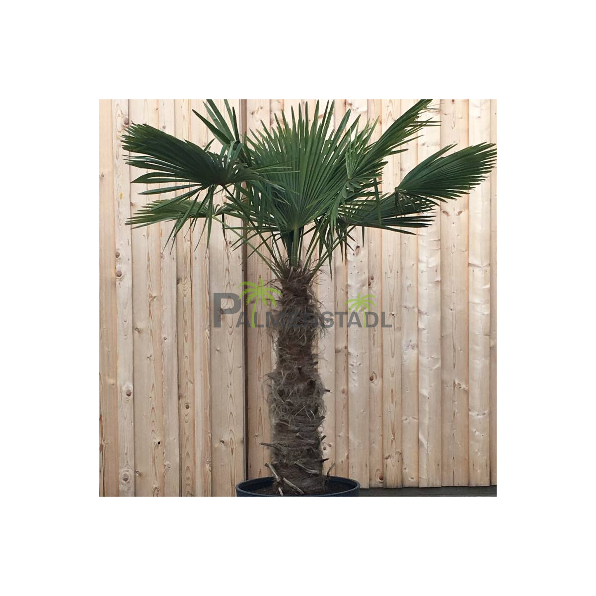 Chinesische Hanfpalme 100-110 cm Stamm