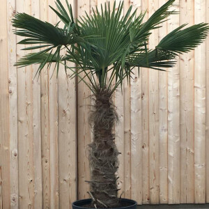 Trachycarpus fortunei - Chinesische Hanfpalme100 - 110 cm