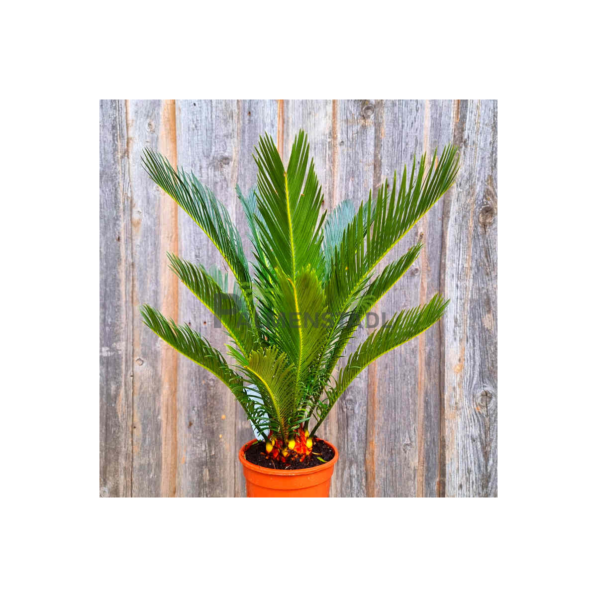 Japanischer Sagopalmfarn 0–5 cm St box