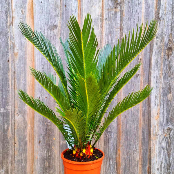 Japanischer Sagopalmfarn 0–5 cm Stamm