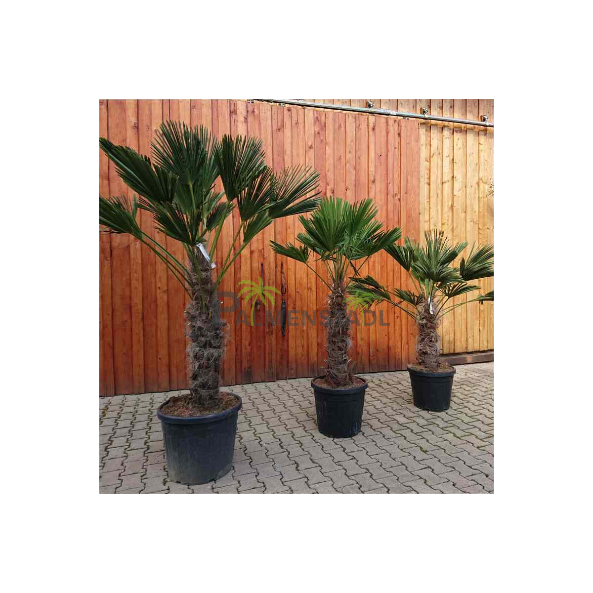 Wagners Hanfpalme 80-90 cm Stamm