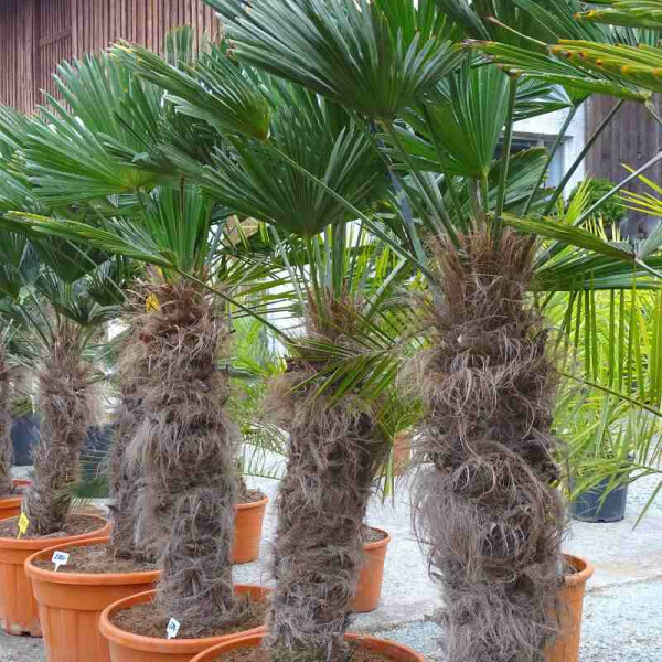 Trachycarpus wagnerianus - Wagner´s Hanfpalme 80 - 90 cm