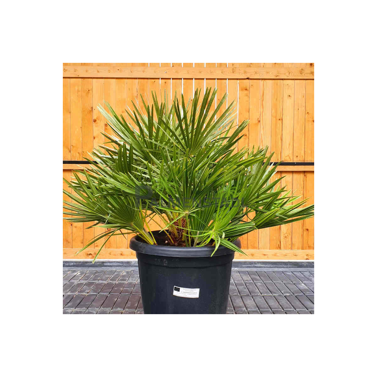 Chamaerops humilis - Zwergpalme 40 - 60 cm