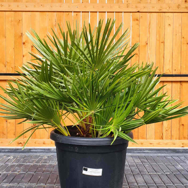 Zwergpalme 40 - 60 cm