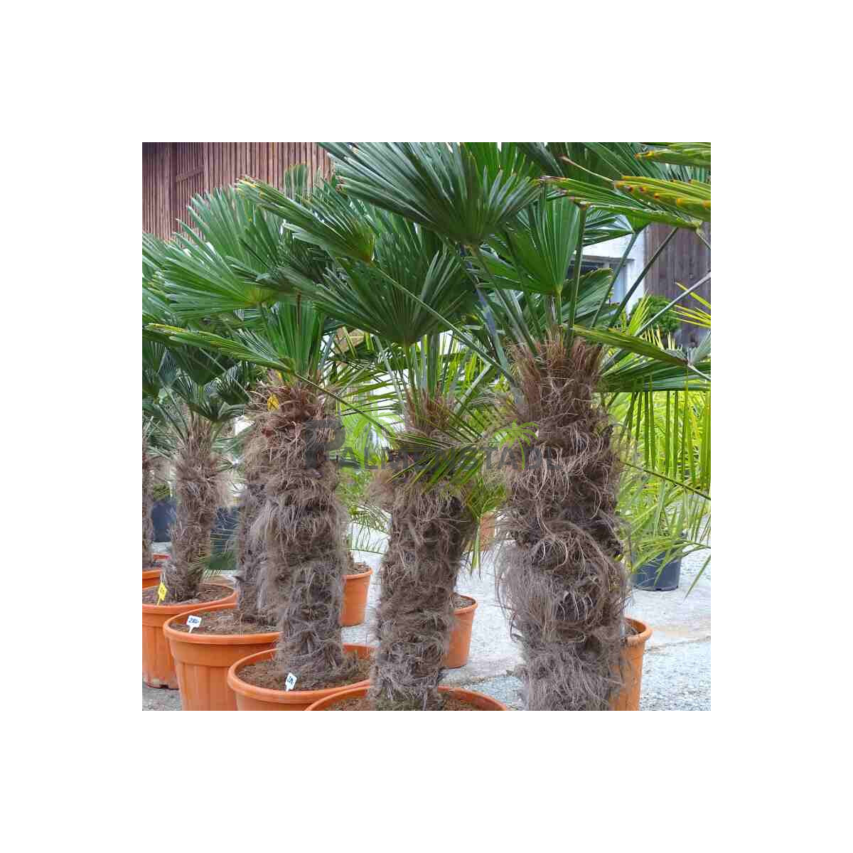 Trachycarpus wagnerianus - Wagner´s Hanfpalme 90 -...