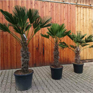 Trachycarpus wagnerianus - Wagner´s Hanfpalme 90 - 100 cm