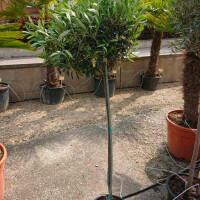 Olivenbaum 120-140 cm, Stammumfang 6-8 cm