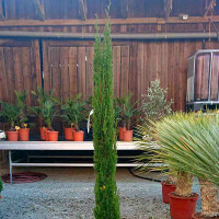 Cypressus sempervirens "Totem" - Toskana Zypresse "Totem" 150 - 175 cm