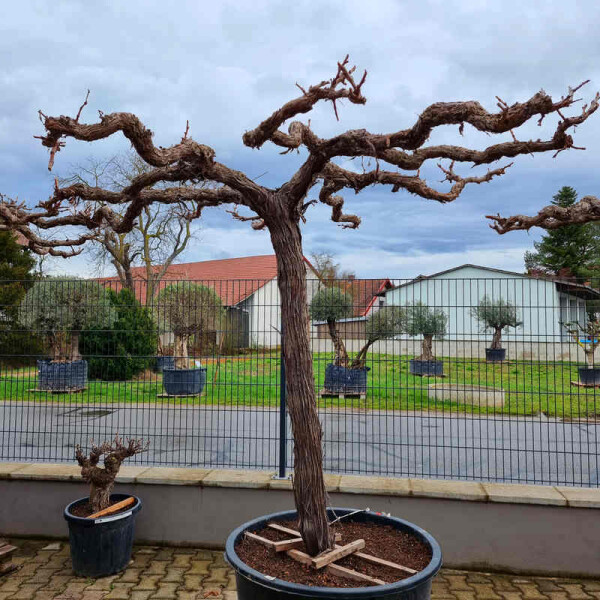 Vitis vinifera - Weinrebe solitär 220 - 240 cm