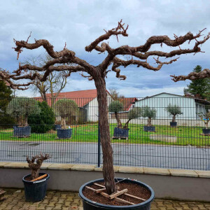 Vitis vinifera - Weinrebe solitär 200 - 220 cm