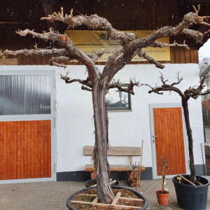Vitis vinifera - Weinrebe solitär 220 - 240 cm