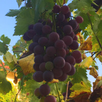 Vitis vinifera - Weinrebe solitär 220 - 240 cm