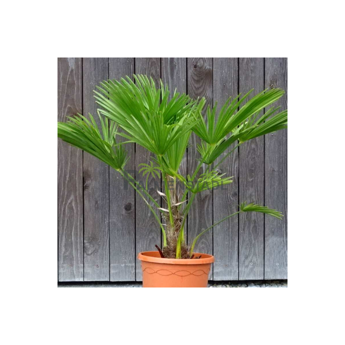 Trachycarpus wagnerianus - Wagner´s Hanfpalme 10 -...