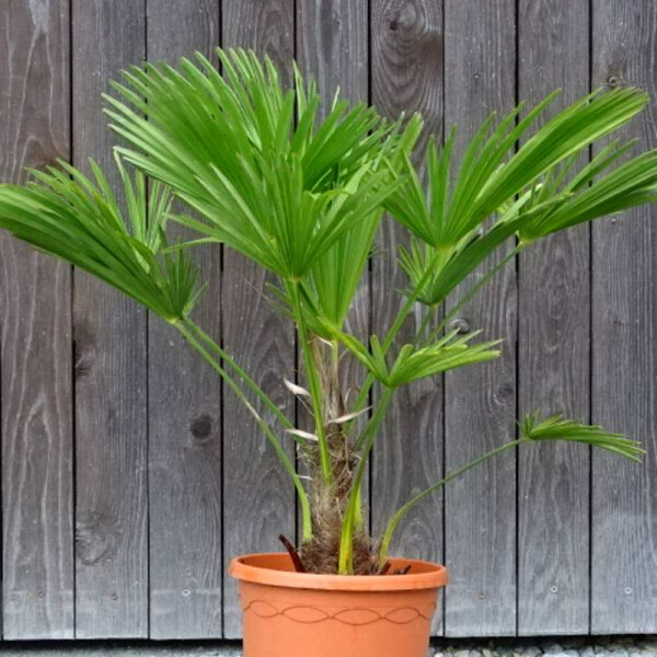 Trachycarpus wagnerianus - Wagner´s Hanfpalme 10 - 20 cm