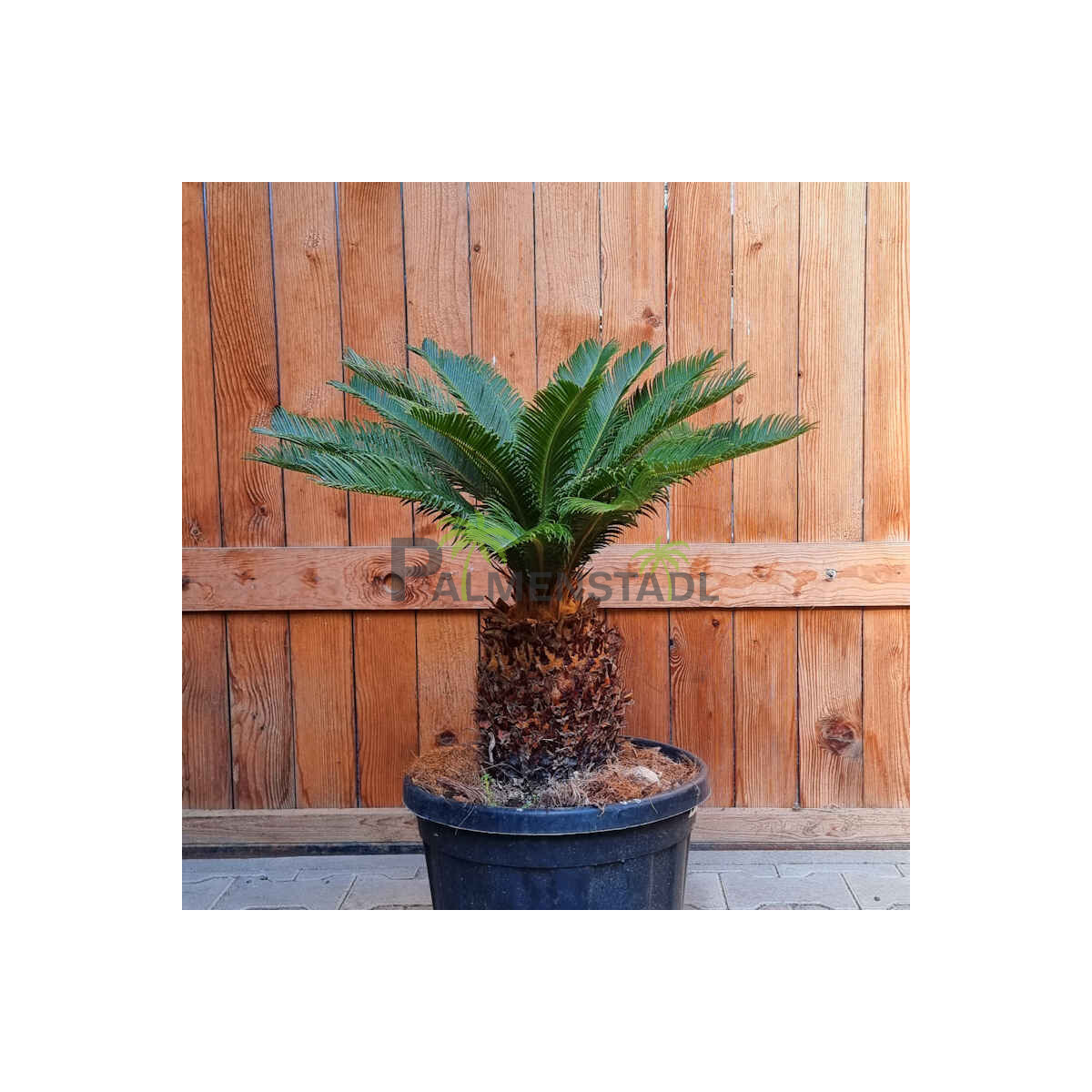 Cycas Revoluta - Japanischer Sagopalmfarn 20 - 30 cm