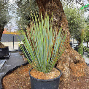 Blaublättrige Palmlilie 0-5 cm Stamm