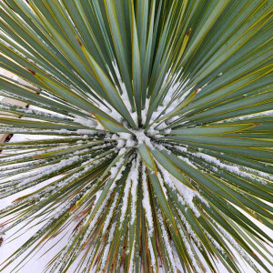 Blaublättrige Palmlilie 0-5 cm Stamm
