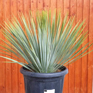 Yucca Rostrata - Blaublättrige Palmlilie 0-10 cm
