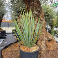 Blaublättrige Palmlilie 0-5 cm Stamm