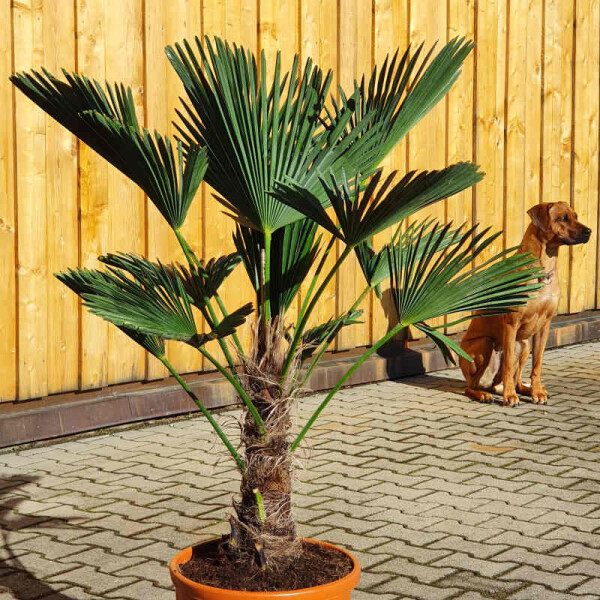 Wagners Hanfpalme 30-40 cm Stamm