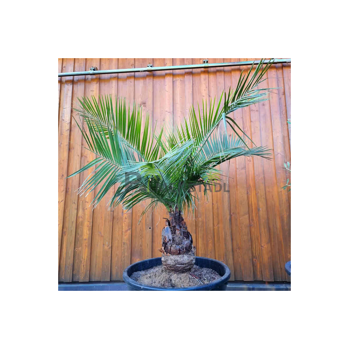 Jubaea chilensis - Honigpalme30 - 40 cm