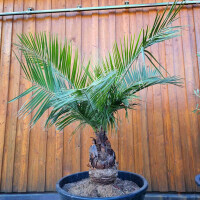 Jubaea chilensis - Honigpalme30 - 40 cm