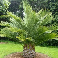 Jubaea chilensis - Honigpalme30 - 40 cm