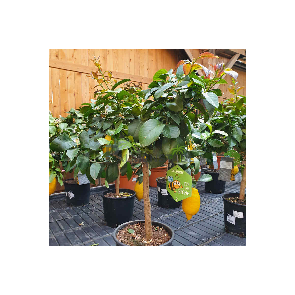 Zitrone 40-60 cm