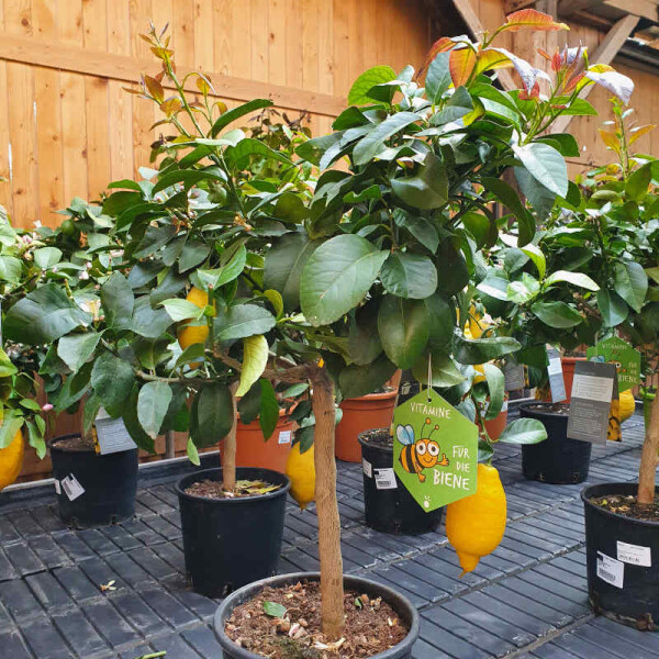 Zitrone 40-60 cm