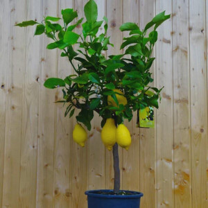 Zitrone 40-60 cm