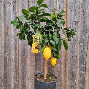Citrus limon - Zitrone 60-80 cm