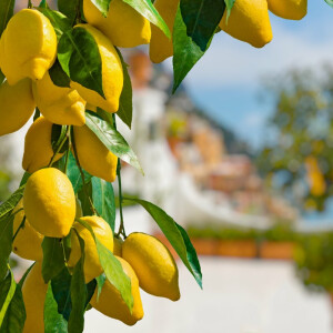 Citrus limon - Zitrone 120-140 cm