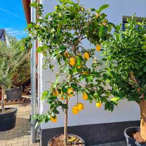 Citrus limon - Zitrone 140-160 cm