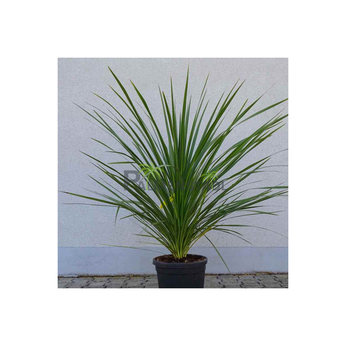 Cordyline australis - Kohlbaum 100-120 cm