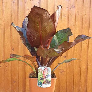 Rote Zierbanane 40-60 cm