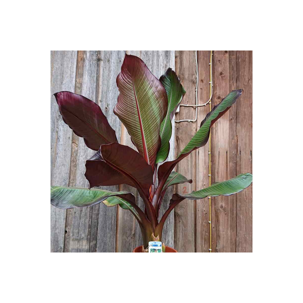 Rote Zierbanane 100-120 cm