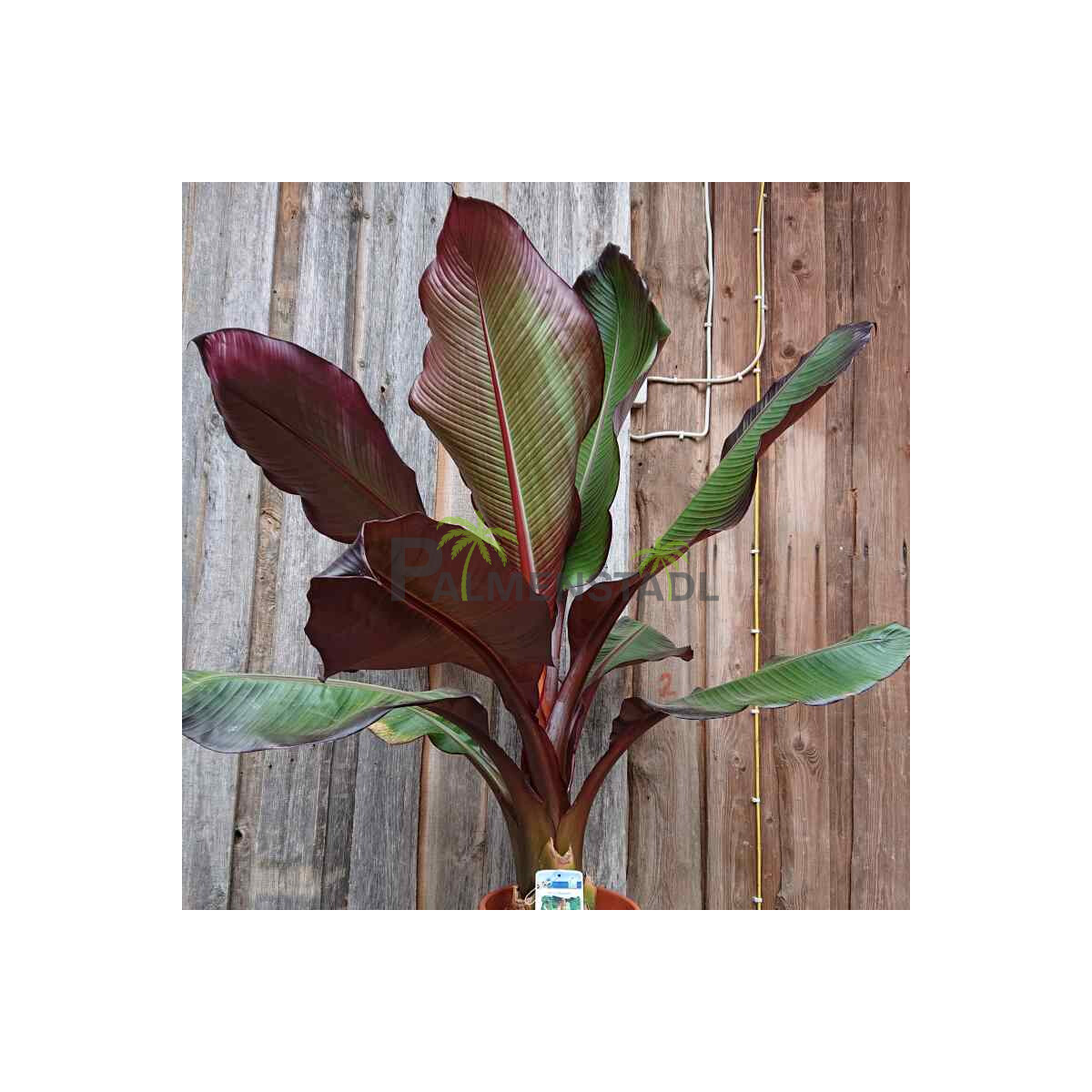 Ensete Ventricosum MAURELII - Rote Zierbanane 120-140 cm