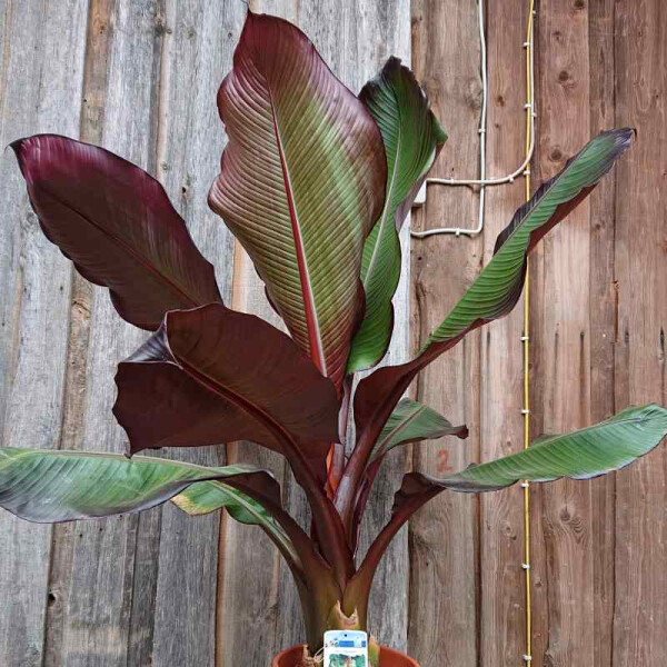 Ensete Ventricosum MAURELII - Rote Zierbanane 180-200 cm