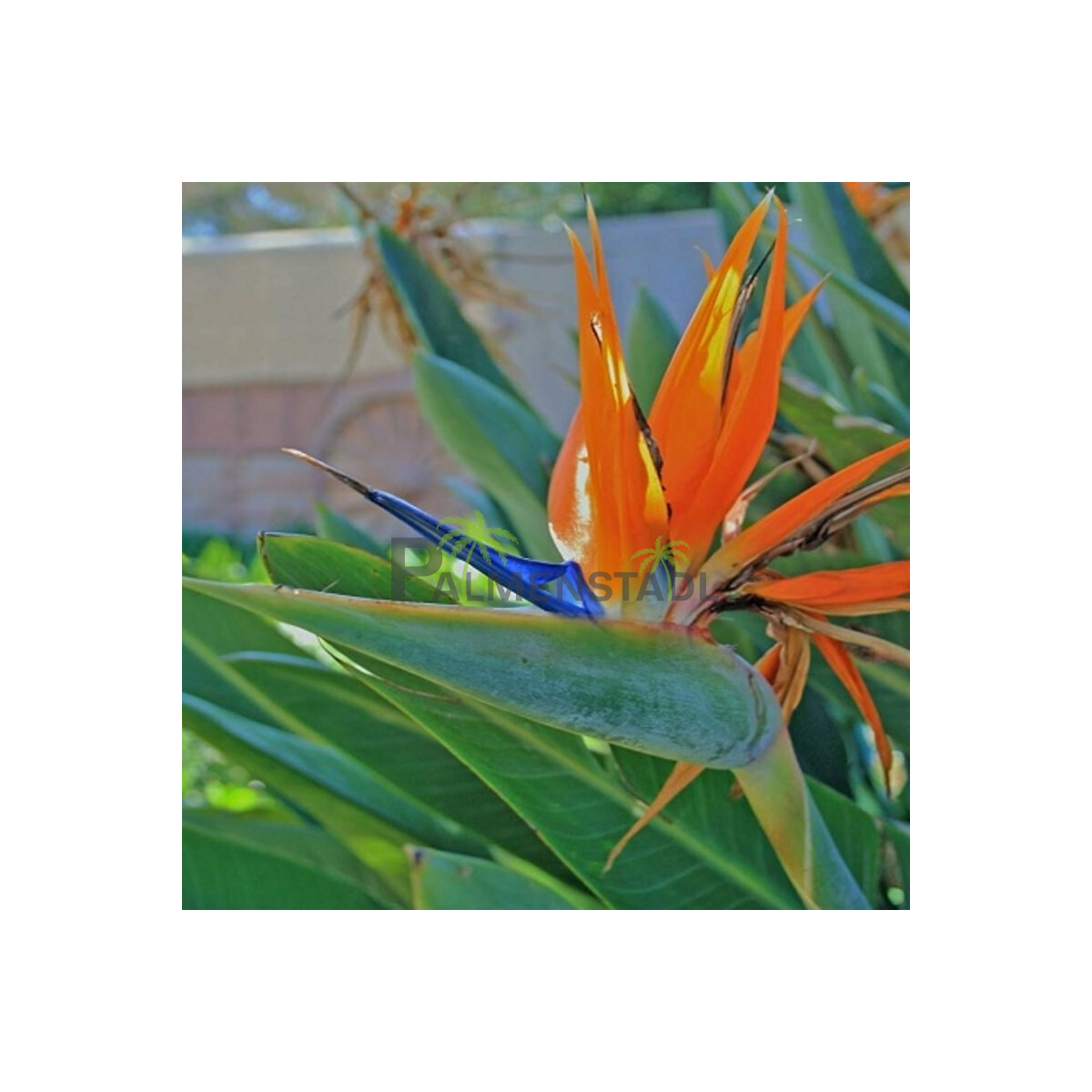 Strelitzia reginae - Paradiesvogelblume