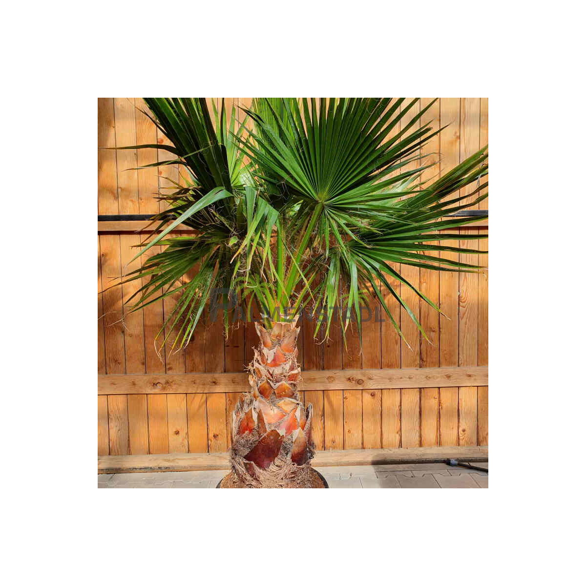 Mexikanische Fächerpalme 50–60 cm Stamm