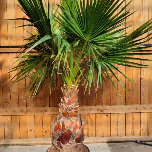 Washingtonia robusta - mexikanische Fächerpalme 50 - 60 cm