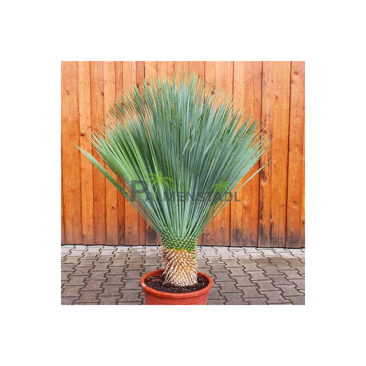 Yucca Rostrata - Blaublättrige Palmlilie 20 - 30 cm